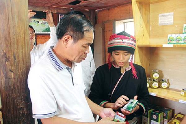 Hà Giang: Nhân rộng diện tích trồng cây dược liệu trên cao nguyên đá